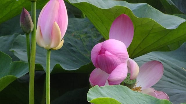 実は日本が世界一】2000年前の種から「世界最古の花」が千葉で咲いてい