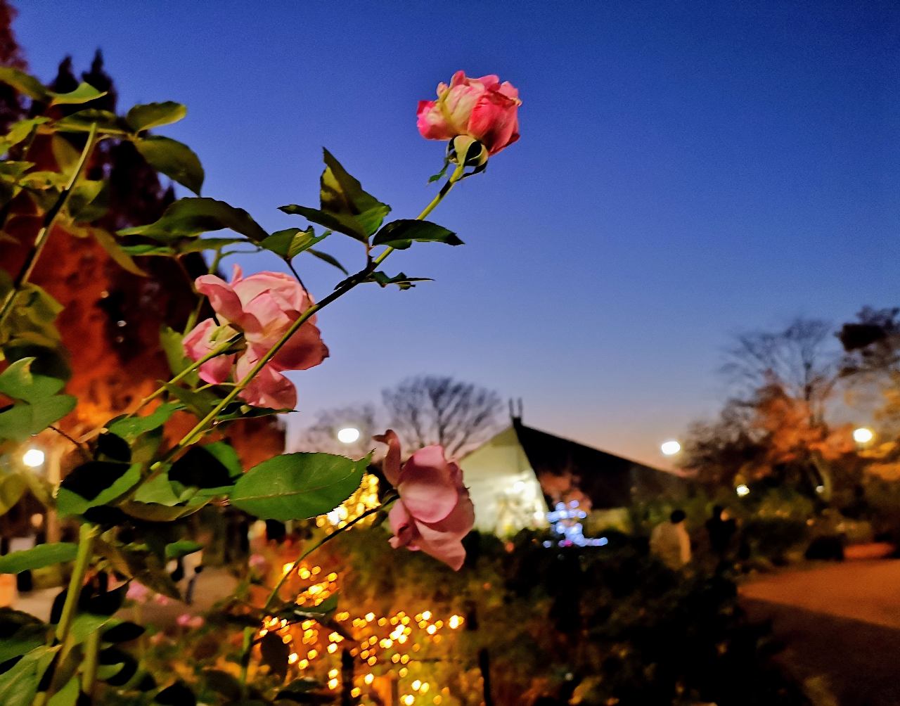 東京都練馬区・「四季の香ローズガーデンクリスマスイルミネーション」香りのローズガーデンのバラ