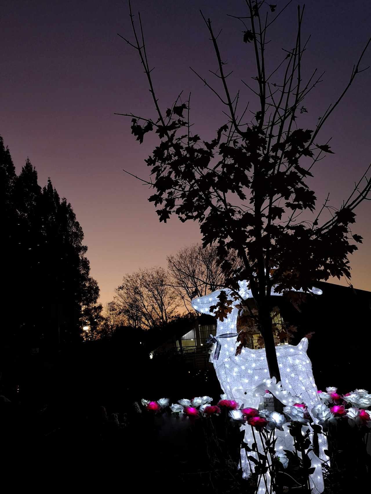 東京都練馬区・「四季の香ローズガーデンクリスマスイルミネーション」香りのローズガーデンのシカのイルミネーション2