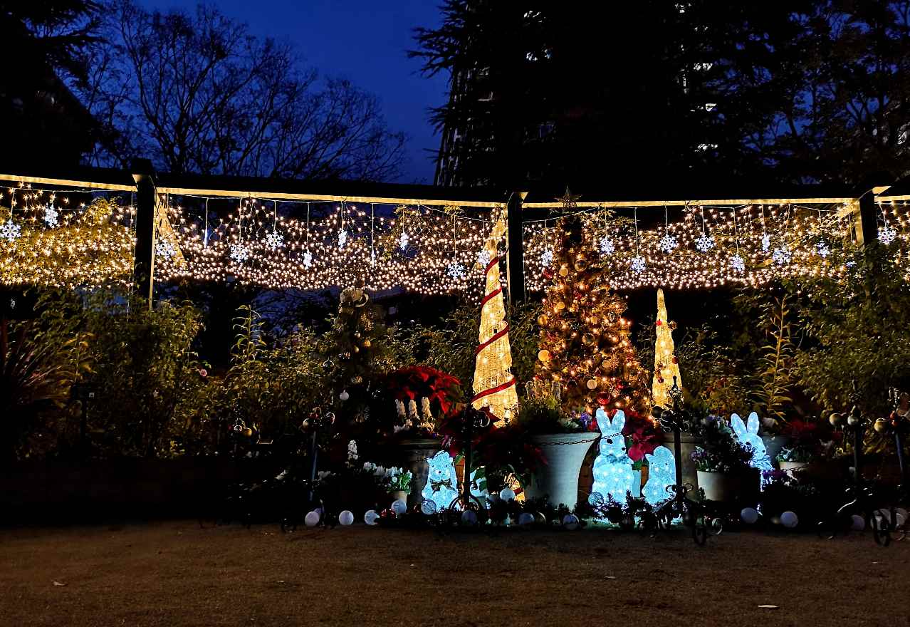 東京都練馬区・「四季の香ローズガーデンクリスマスイルミネーション」香りのローズガーデンの芝生