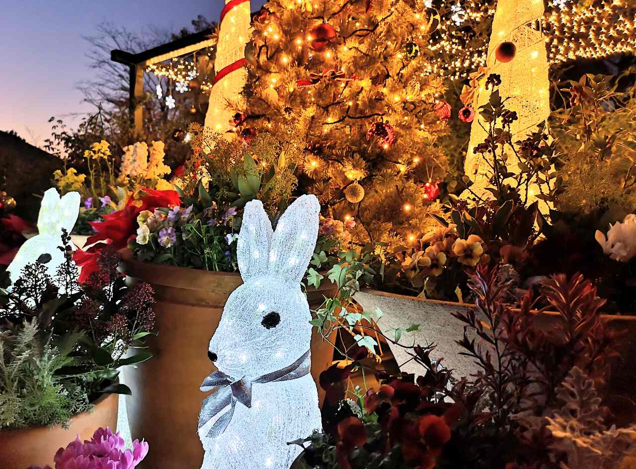 東京都練馬区・「四季の香ローズガーデンクリスマスイルミネーション」香りのローズガーデンの芝生のイルミネーション2