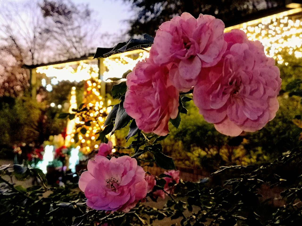 東京都練馬区・「四季の香ローズガーデンクリスマスイルミネーション」香りのローズガーデンのイルミネーションとバラ