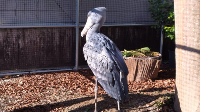 日本に13羽しかいない「動かない鳥」ハシビロコウに会いに行く【島根県 日本に13羽しかいない「動かない鳥」ハシビロコウに会いに行く【島根県
