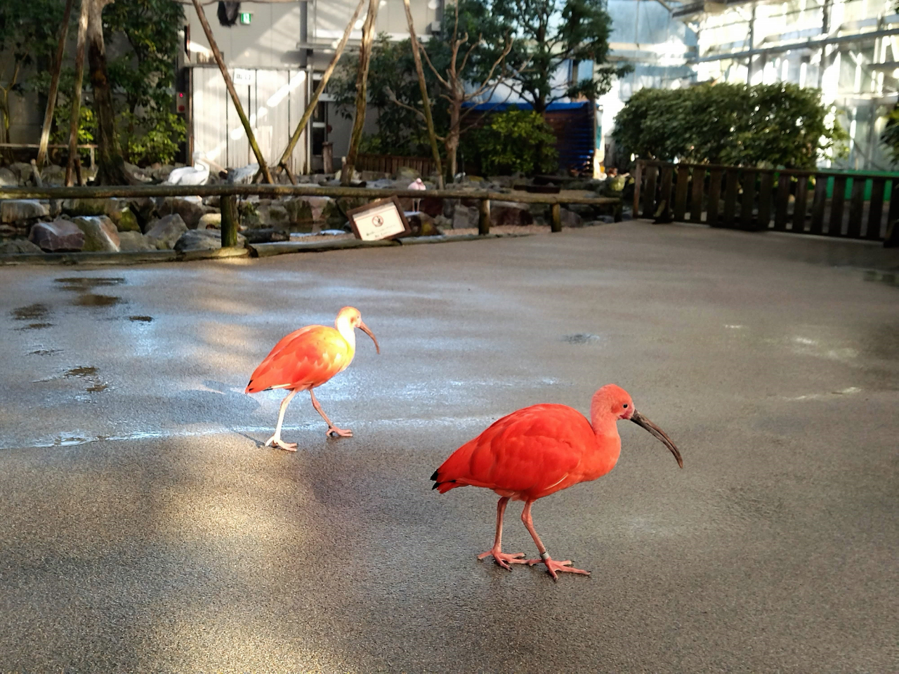 松江フォーゲルパーク鳥2