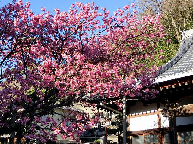 実は河津桜でなかった!?日本一の早咲き「土肥桜」の時期＆見所とおすすめ宿