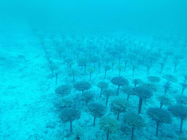 サンゴ保護活動サステナブル宿泊プラン12