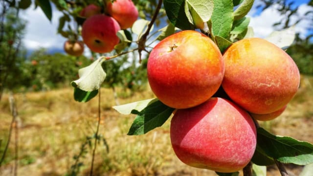 実は日本が世界一】リンゴの品種でもっとも多く食べられているのは