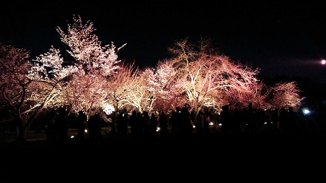 京都夜桜