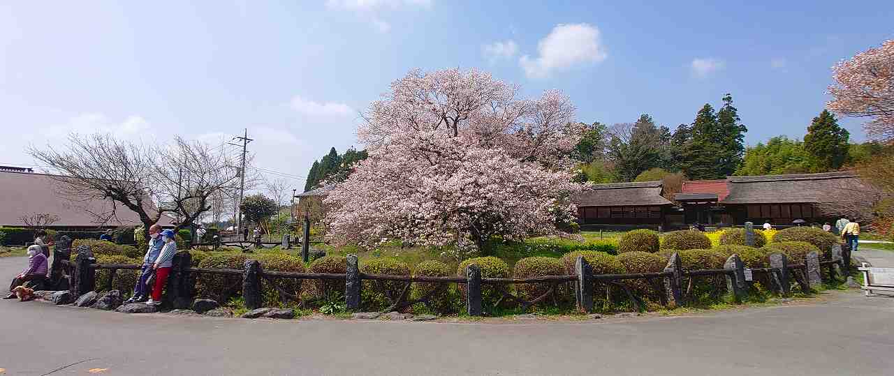 広場と桜