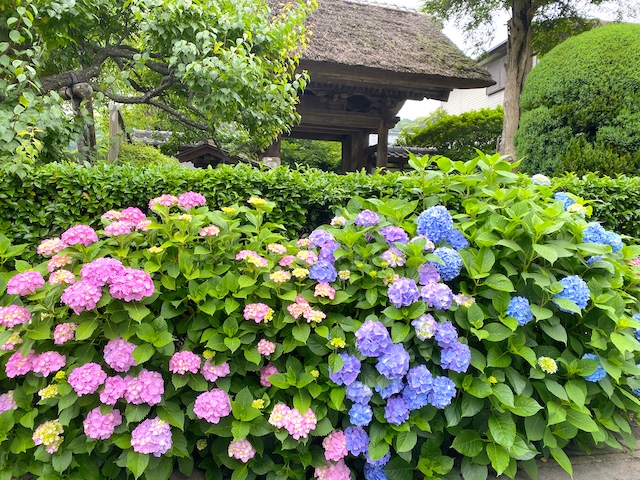 押し花 アジサイ春の訪れ 額 - その他