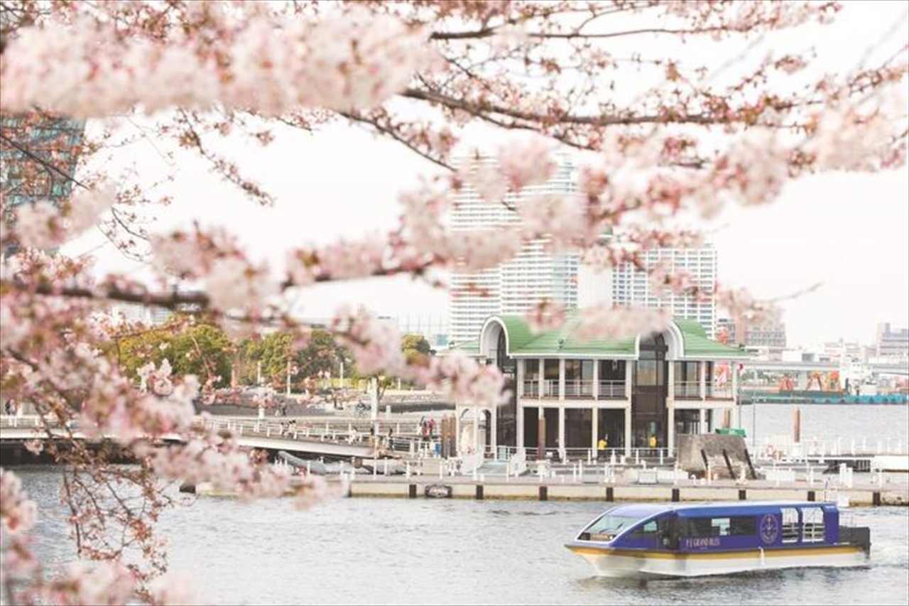 約600本の桜並木を通り抜け「大岡川桜クルーズ」でお花見！セットプランも