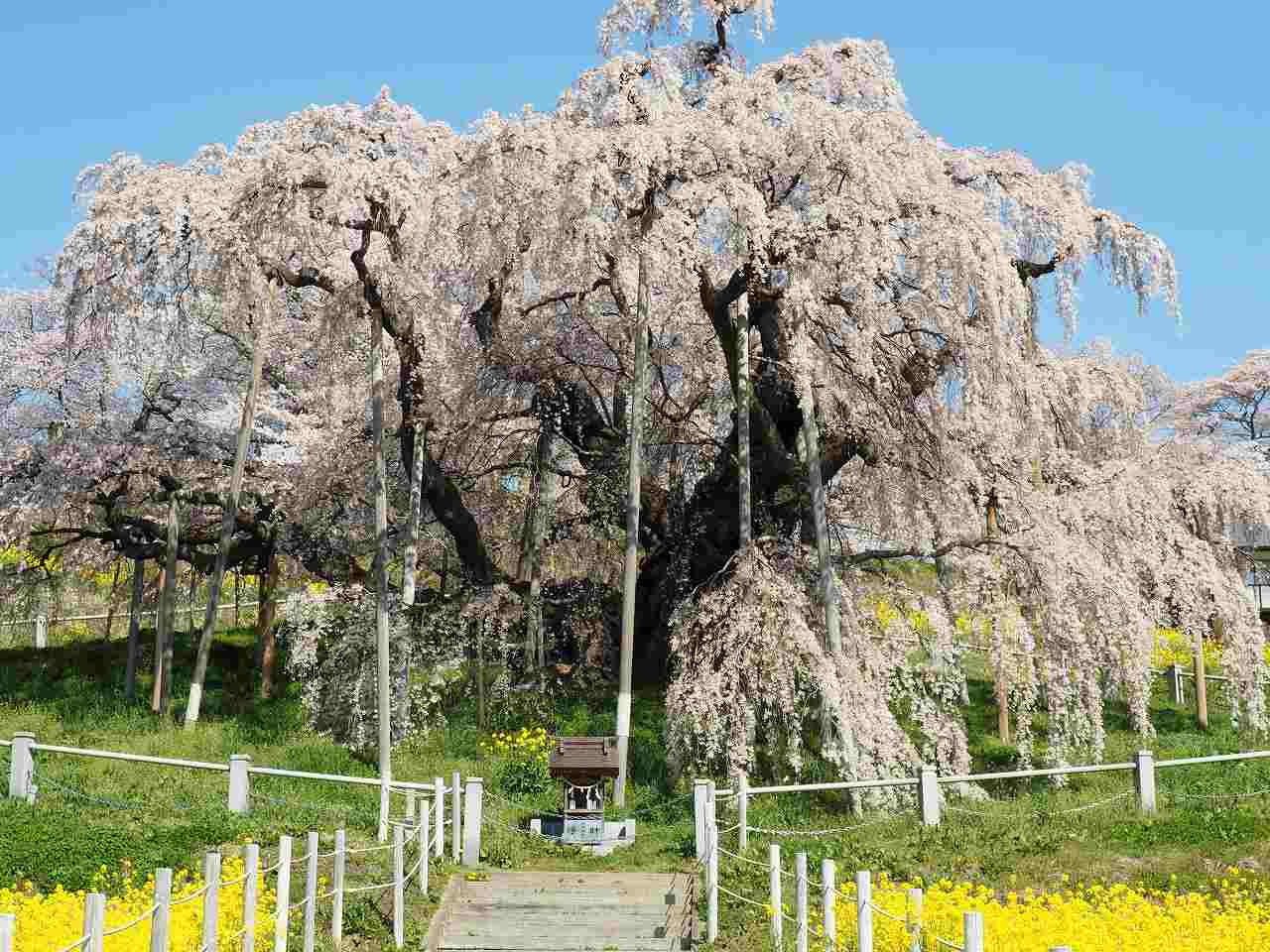 真正面の滝桜