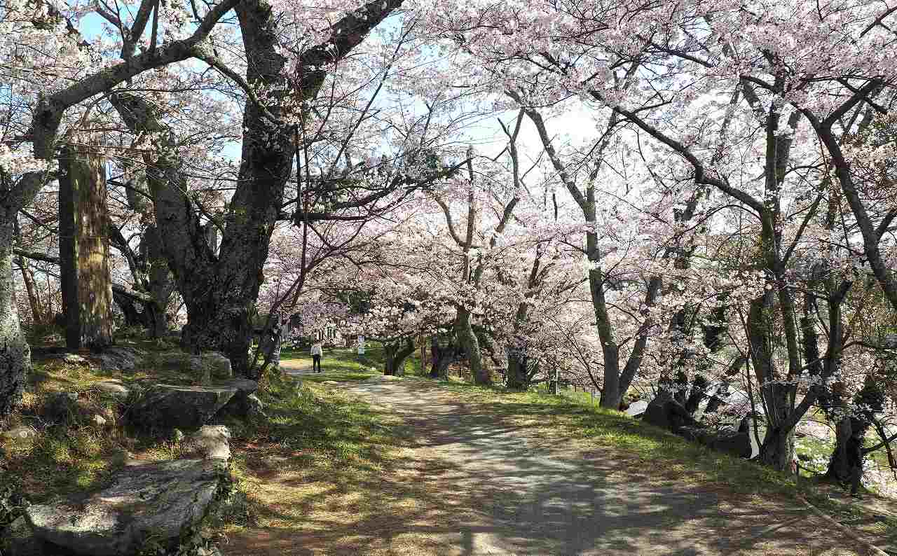 丘の上の桜並木