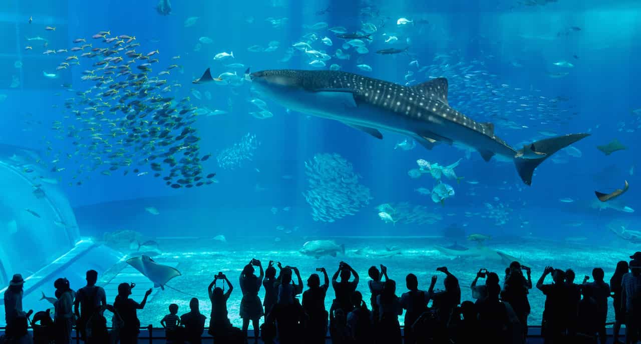 実は日本が世界一 世界の水族館でギネス記録を更新し続けているモノとは Tabizine 人生に旅心を