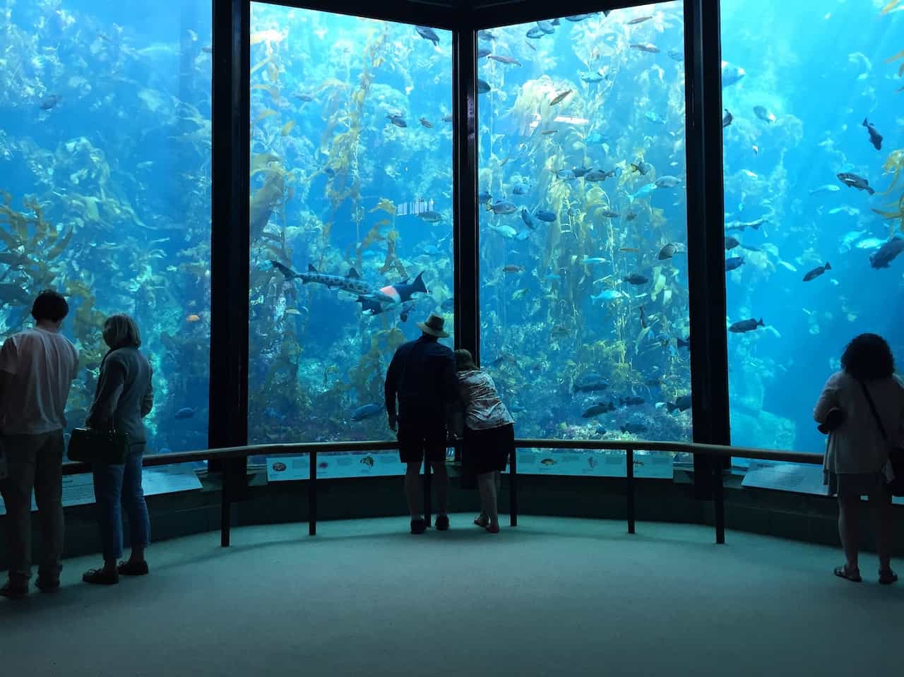 アメリカ・カリフォルニア州モントレーベイ水族館
