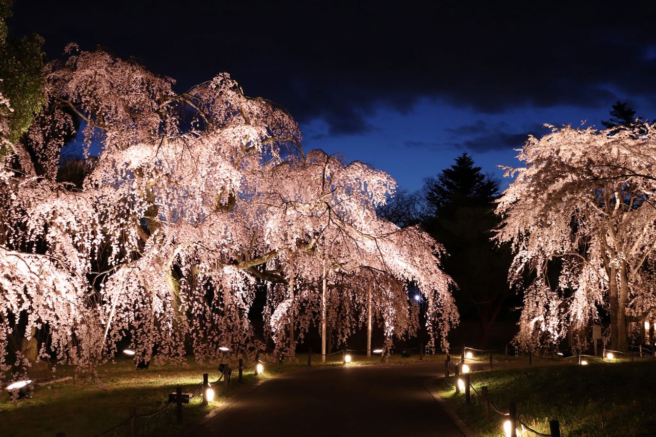 醍醐寺 夜桜ライトアップ