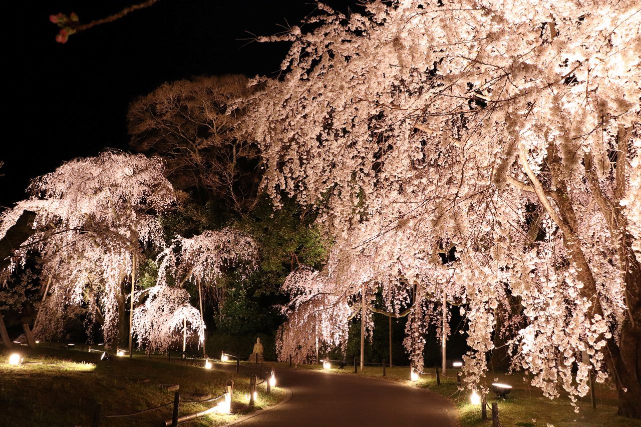 醍醐寺 夜桜ライトアップ