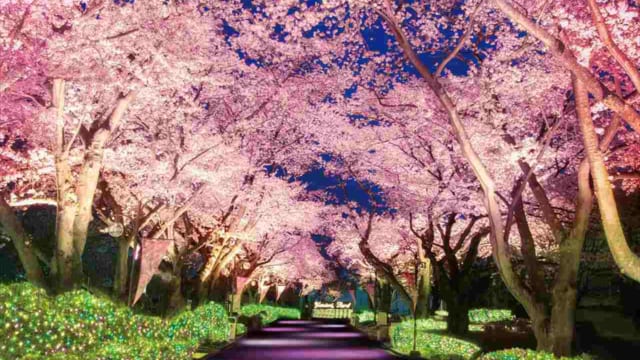 史上最速のお花見も!?「よみうりランド」で夜桜ジュエルミネーション