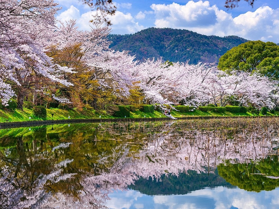 【2022年最新】京都の穴場お花見スポット10選！今こそ注目の隠れた桜の名所も