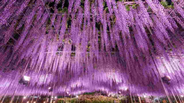 2025年春】藤の花のおすすめ絶景スポット全国27選！見頃・イベント情報