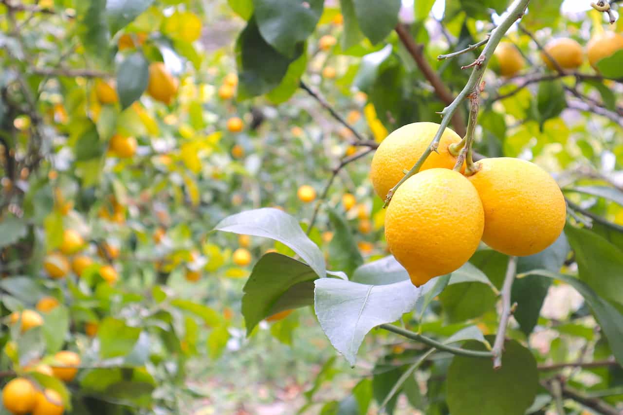 広島県「ハマノ果香園」のレモン