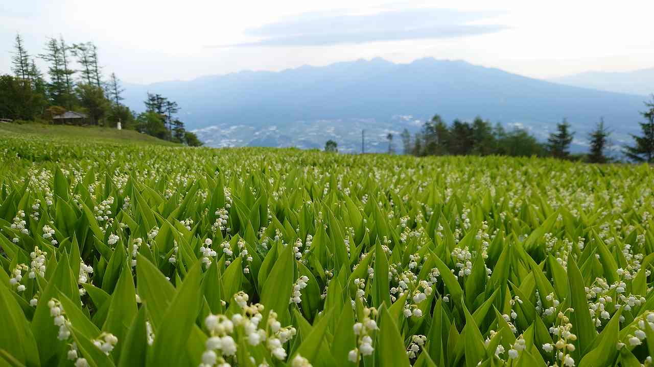 スズラン越し八ヶ岳