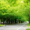 北海道大学の並木路