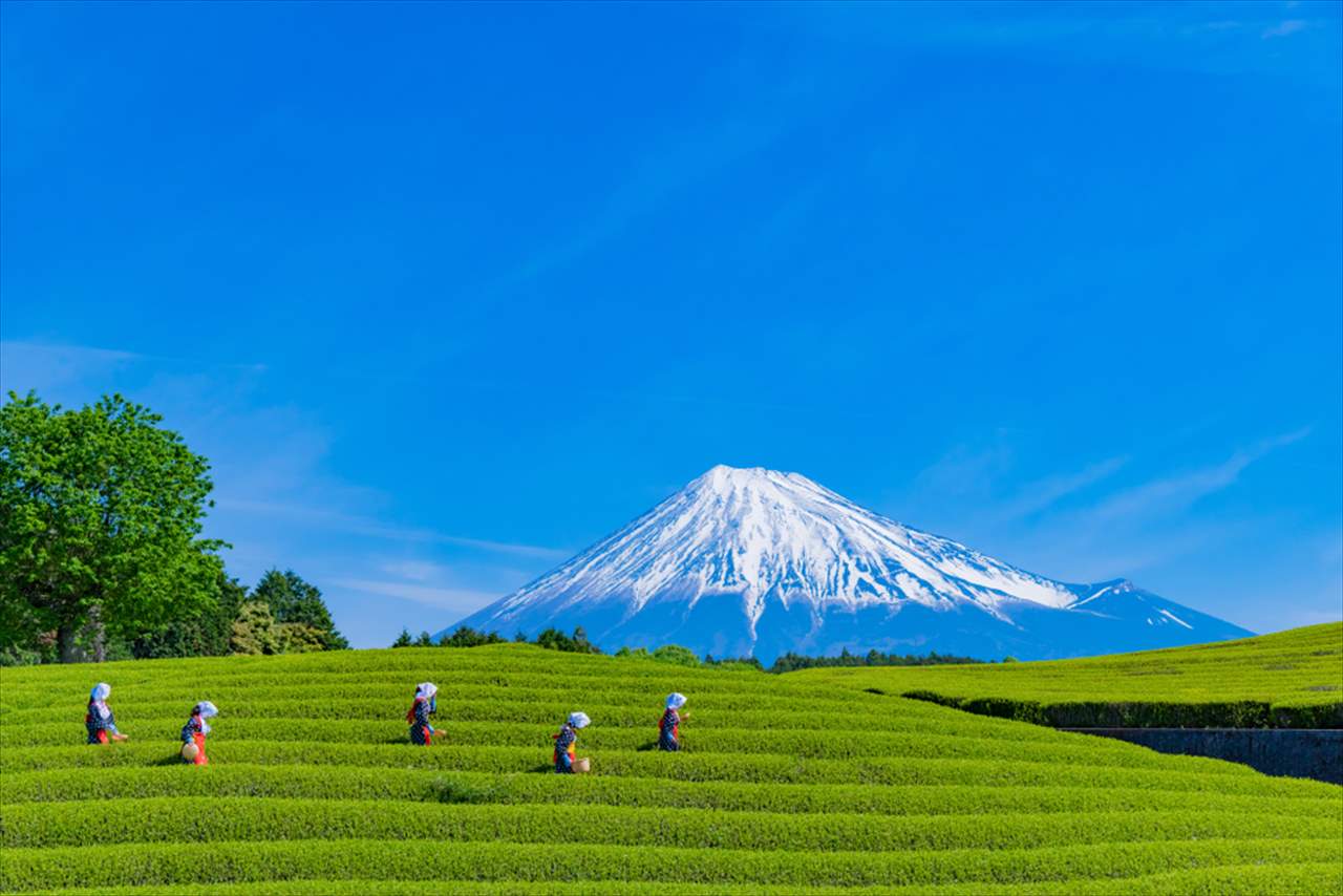 地図記号クイズ 日本人が愛するあの飲み物を生産する 畑 Tabizine 人生に旅心を