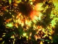 東京都江東区・「チームラボプラネッツ TOKYO DMM」、『Floating in the Falling Universe of Flowers』4
