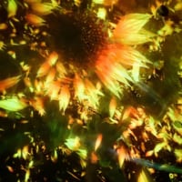 東京都江東区・「チームラボプラネッツ TOKYO DMM」、『Floating in the Falling Universe of Flowers』4