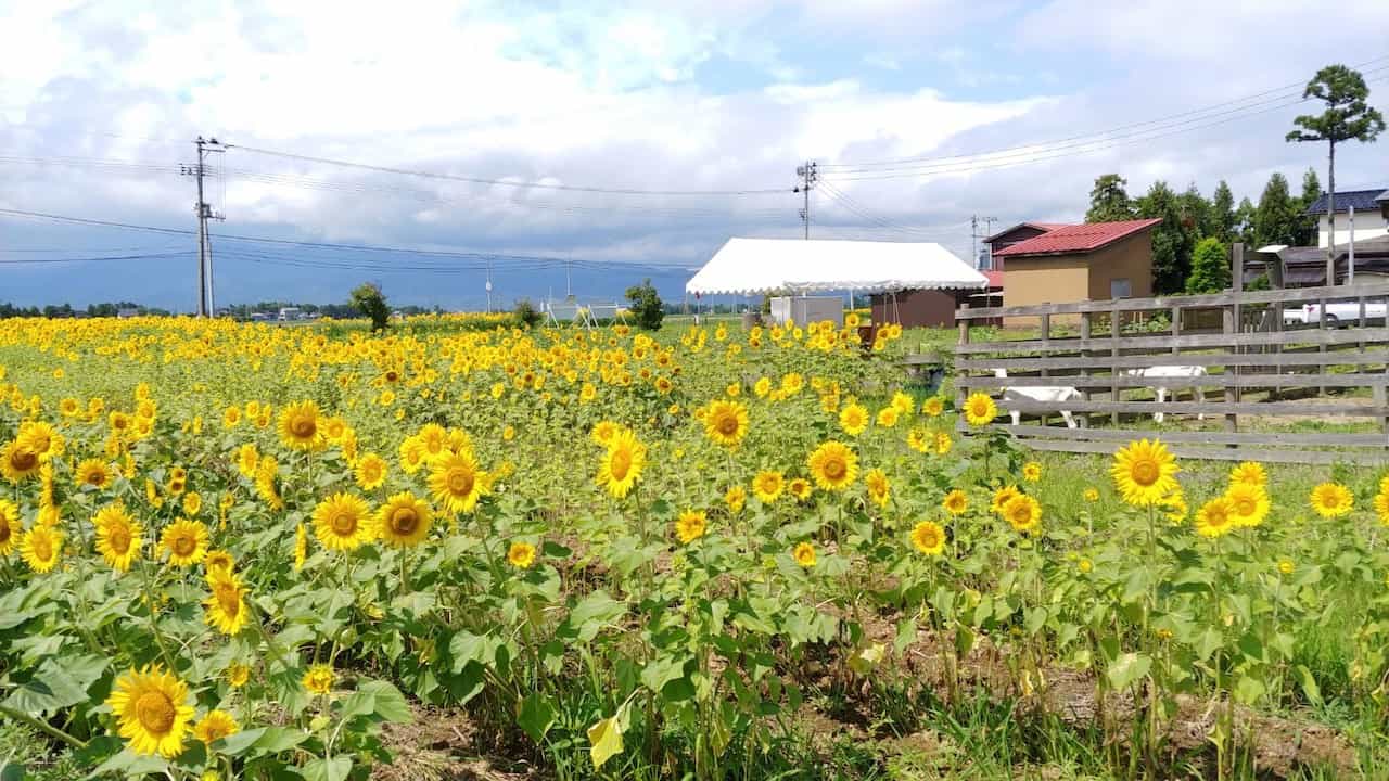 新潟県上越市つくしファームひまわり畑
