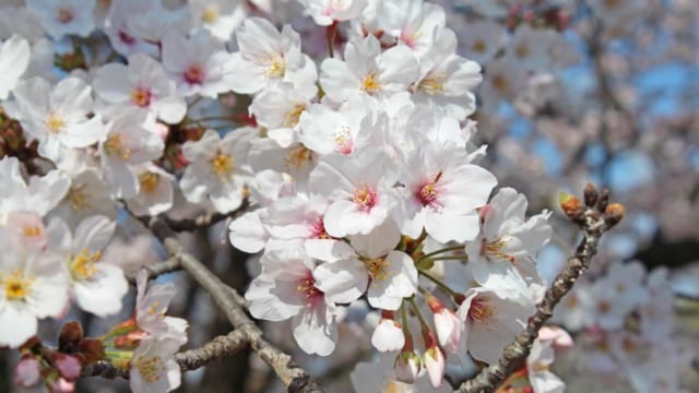 日本最古を探せ】日本中にある桜「染井吉野」はすべてクローンだった