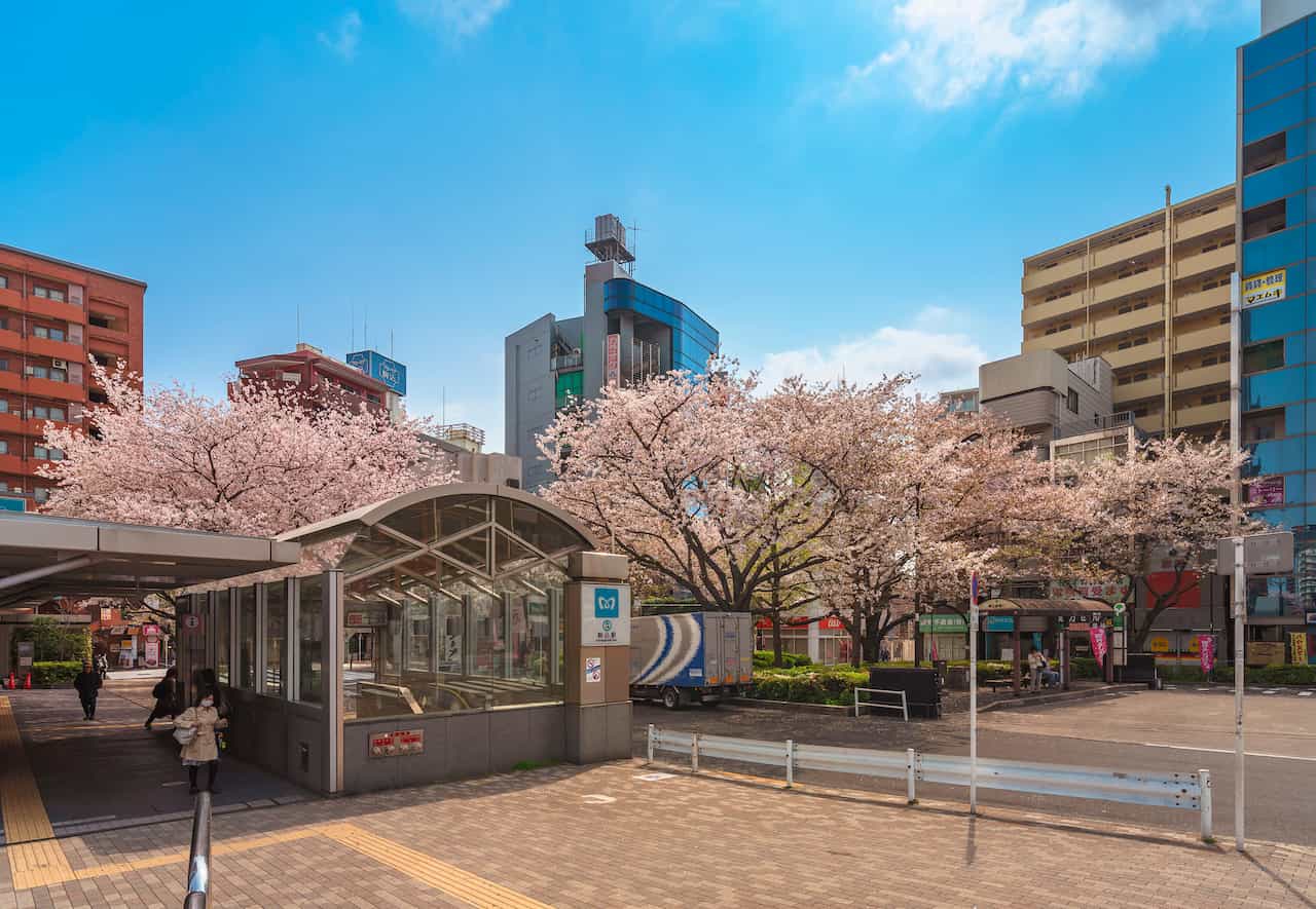 東京都・駒込の染井吉野桜記念公園