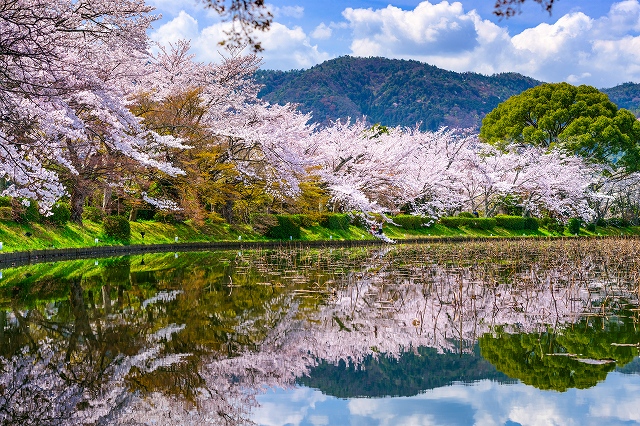 京都の桜の名所・穴場