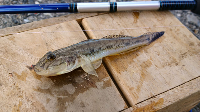 日本の水辺をぶらり釣り歩き6 多摩川河口で江戸前のマハゼと遊ぶ Tabizine 人生に旅心を