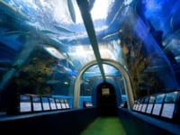 魚津水族館のトンネル水槽