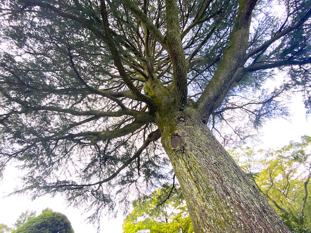 樹齢100年超えのヒマラヤ杉−箱根強羅公園内