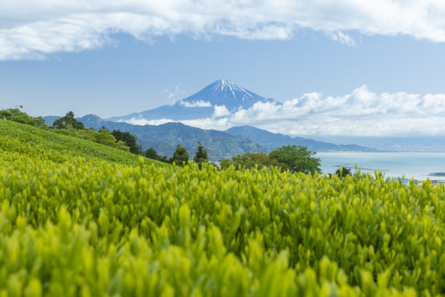 茶畑＆富士山