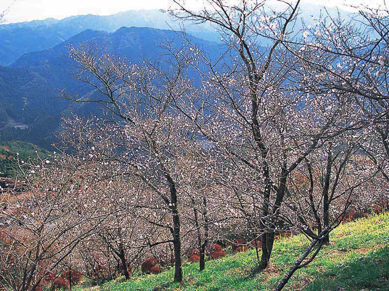 群馬県藤岡市・桜山公園の冬桜