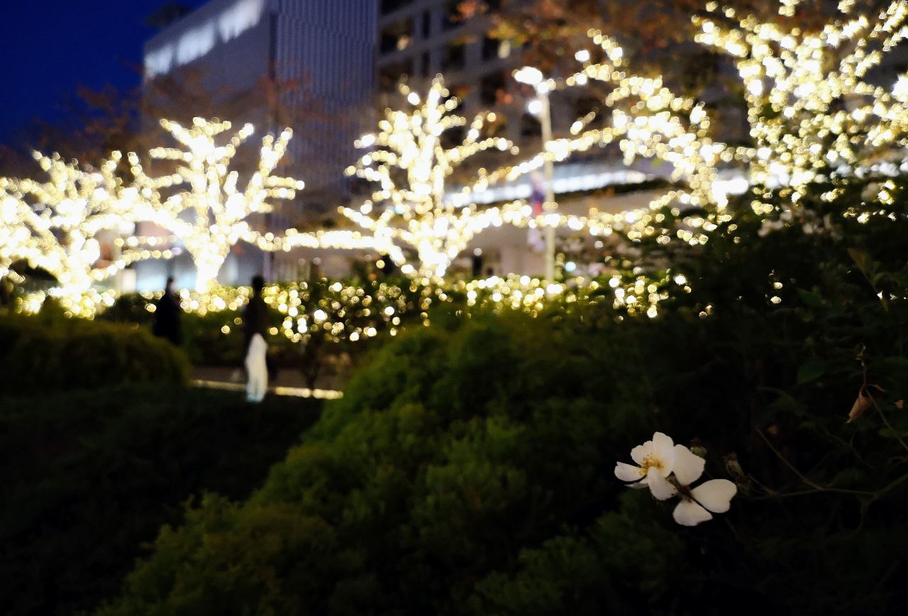 東京都港区・「東京ミッドタウン」MIDTOWN CHRISTMAS 2022（光の散歩道）