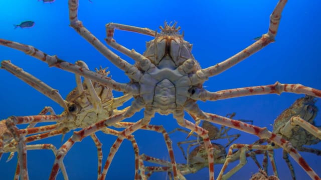 実は日本が世界一】左右の足を広げると3m超！世界最大の「カニ」は食べ