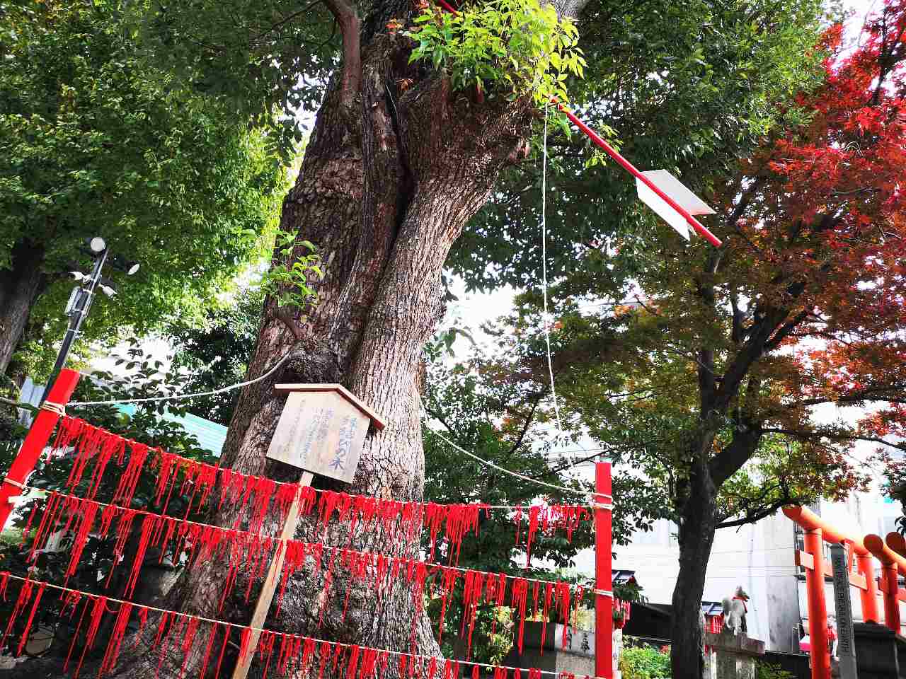 愛知県名古屋市・「三輪神社」、御神木