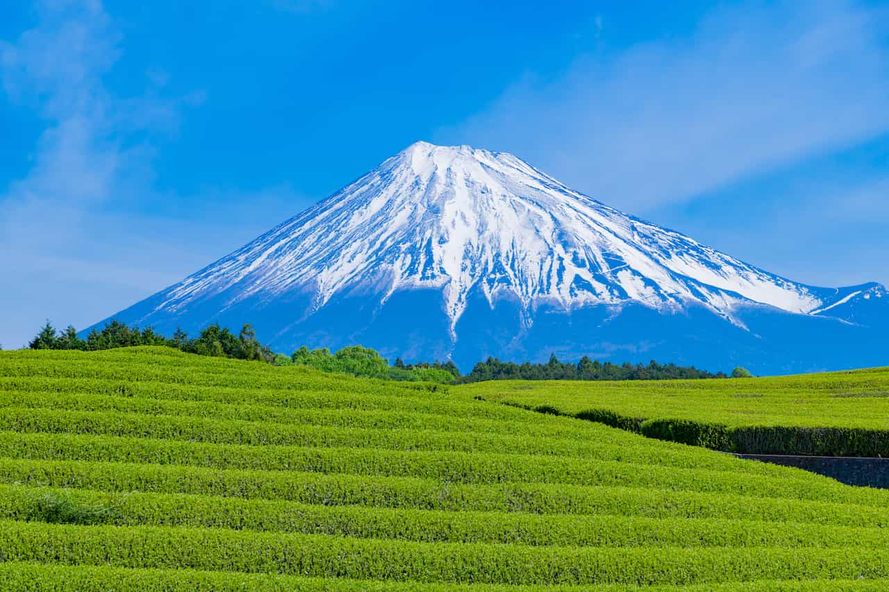 静岡県富士山と茶畑