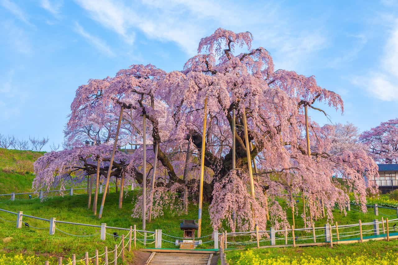 福島県三春滝桜