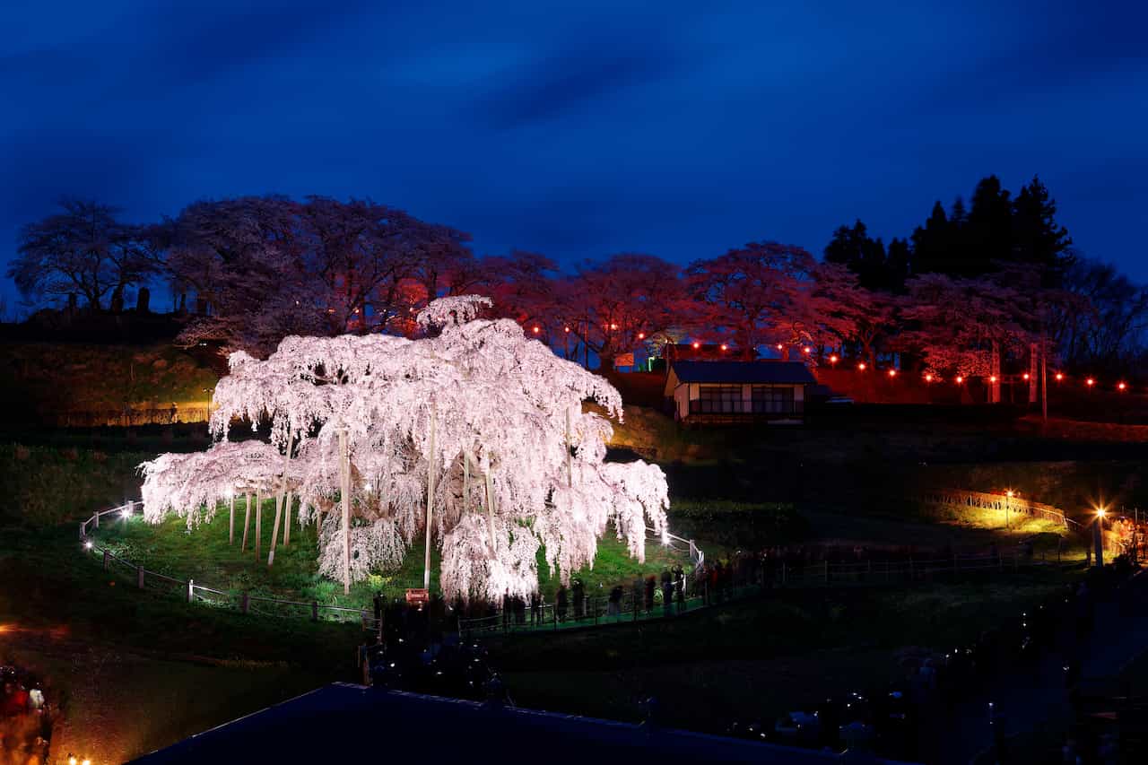 福島県・三春滝桜ライトアップ