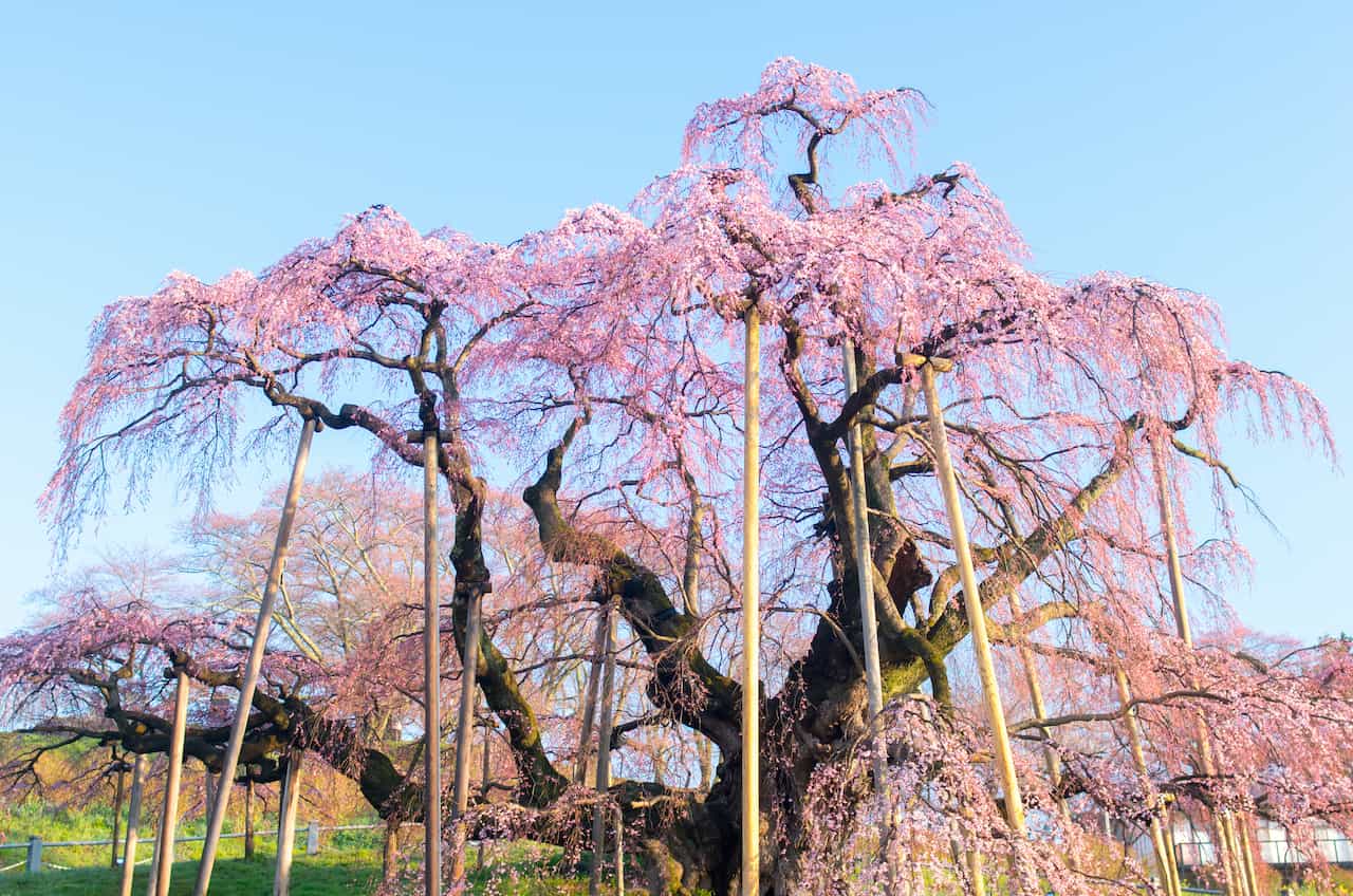 福島県・三春滝桜