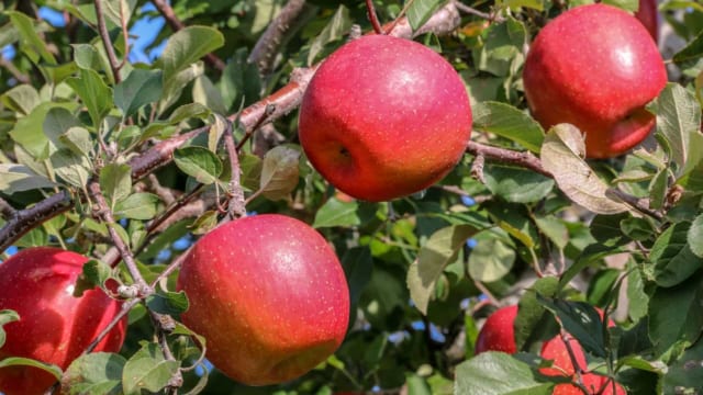 実は日本が世界一】1個1.849kg！最も重いリンゴのギネス記録は