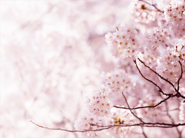 【3月の祝日・連休・記念日一覧】今日は何の日？春はすぐそこ！桜の開花が待ち遠しい