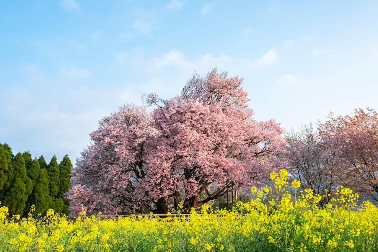 熊本県・一心行の大桜