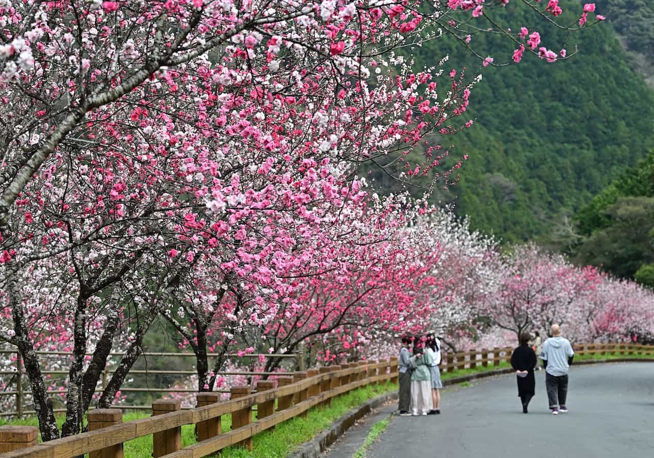 高知県・引地橋（ひきちばし）の花桃